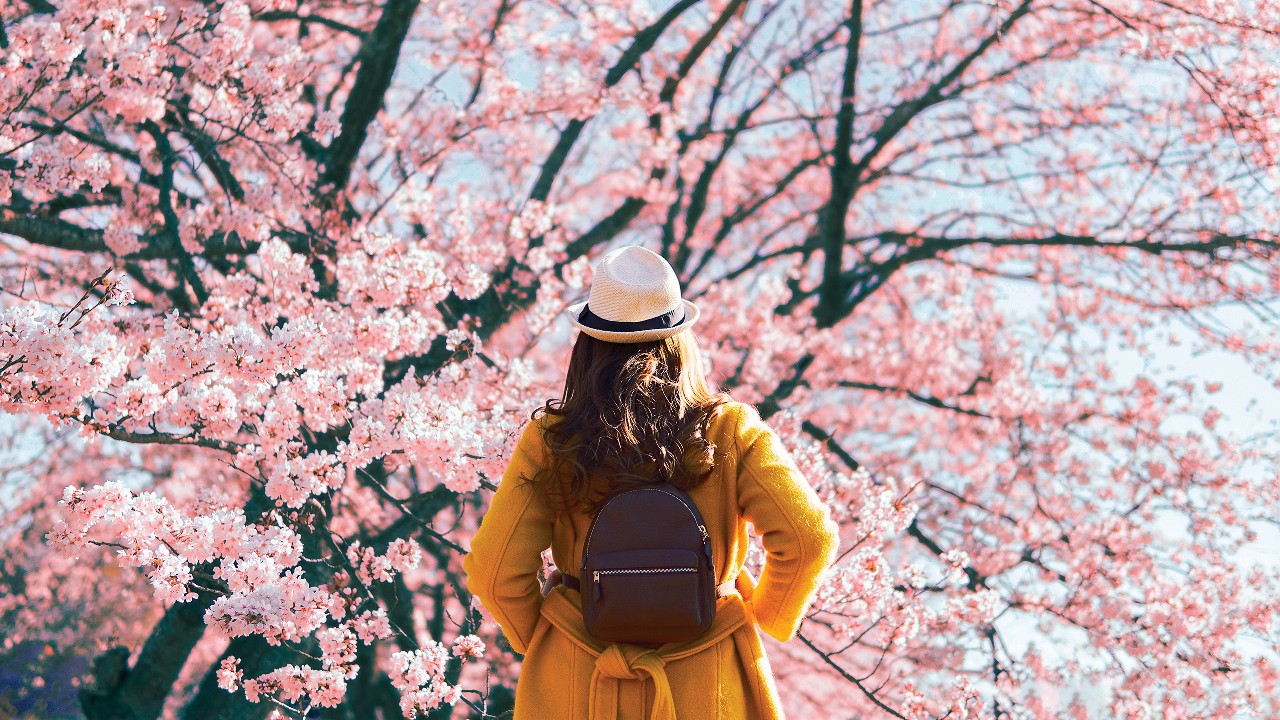 一位女士在看櫻花；圖片使用於延期年金計劃。